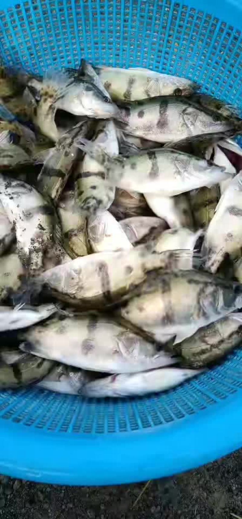 鳜鱼