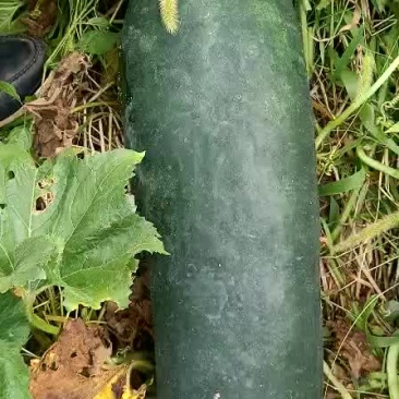 黑皮冬瓜