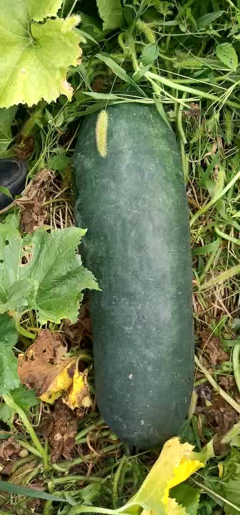 黑皮冬瓜