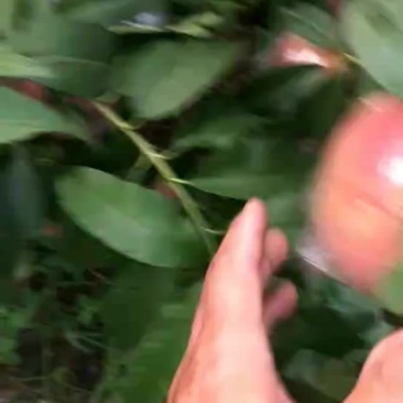 毛桃