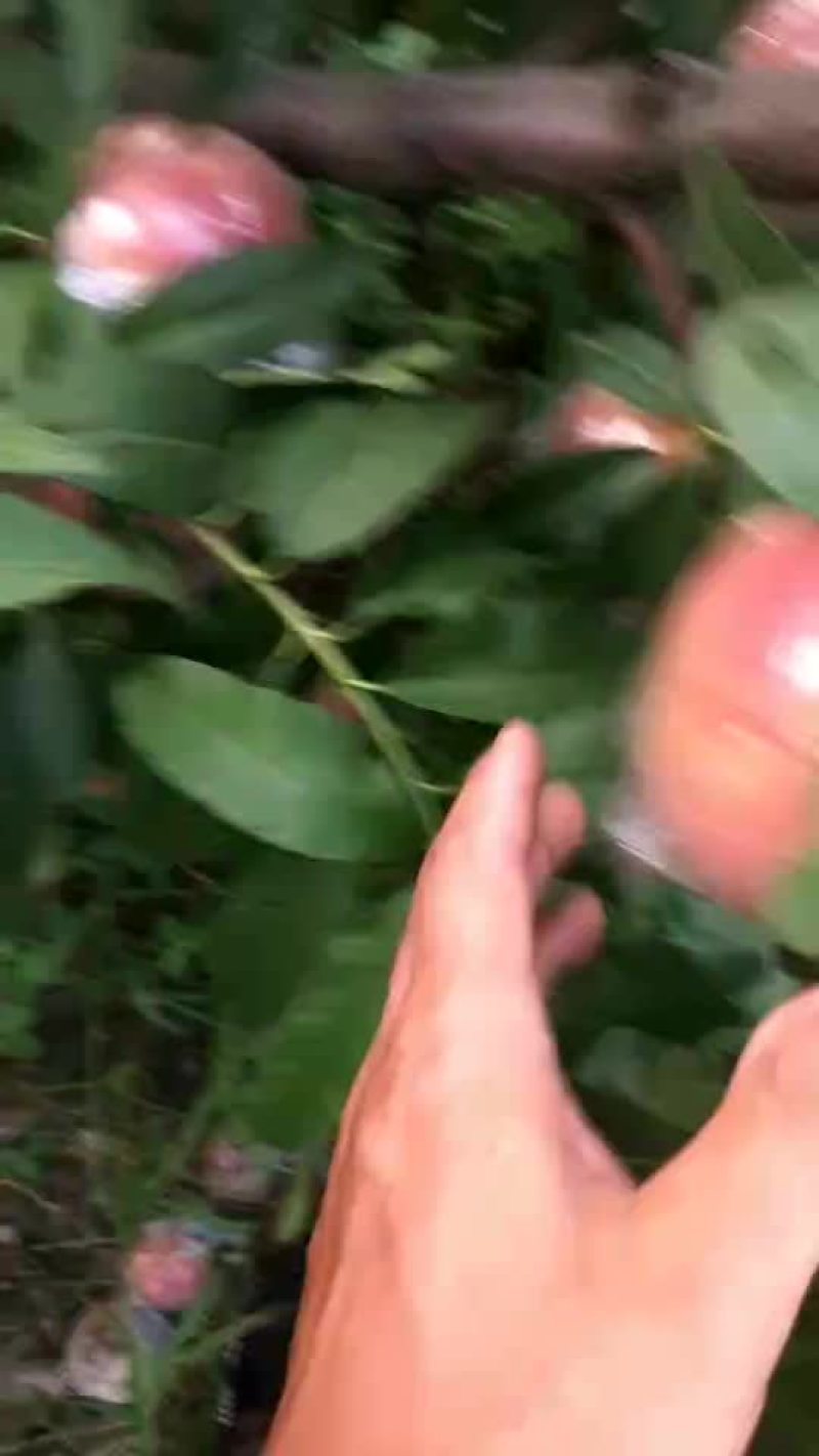毛桃