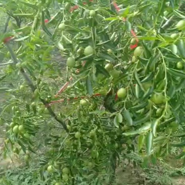 我是农村人，种冬枣树的，今年我家冬枣真好，又大，又亮，还