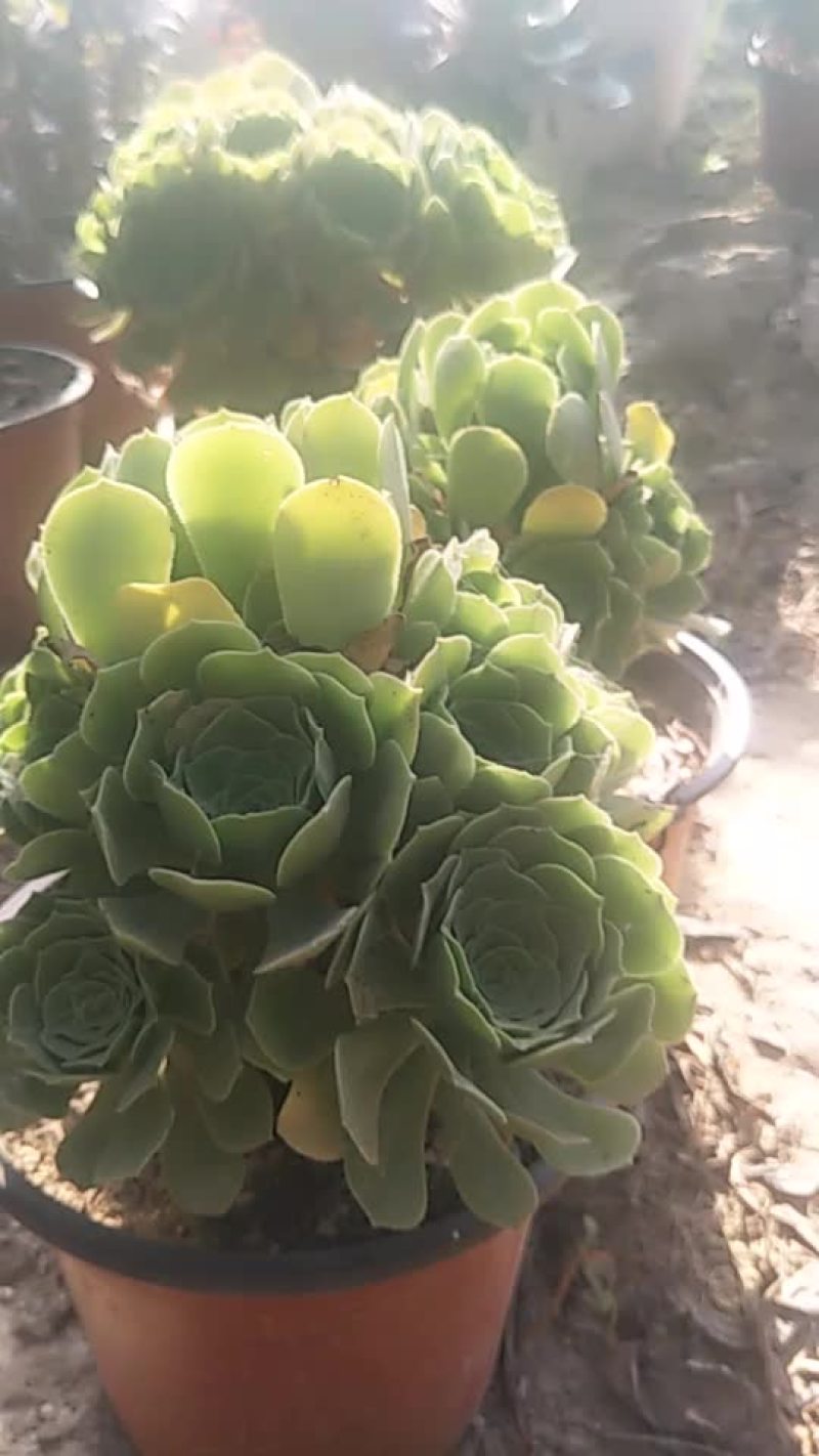 黑铜壶和绿羊绒