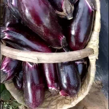 茄子大量有货