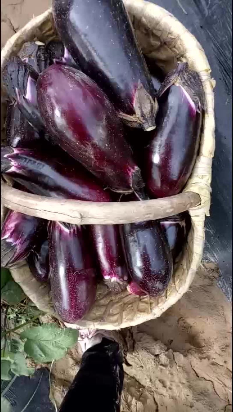 茄子大量有货