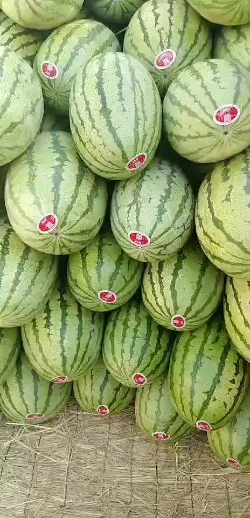 金花一号
