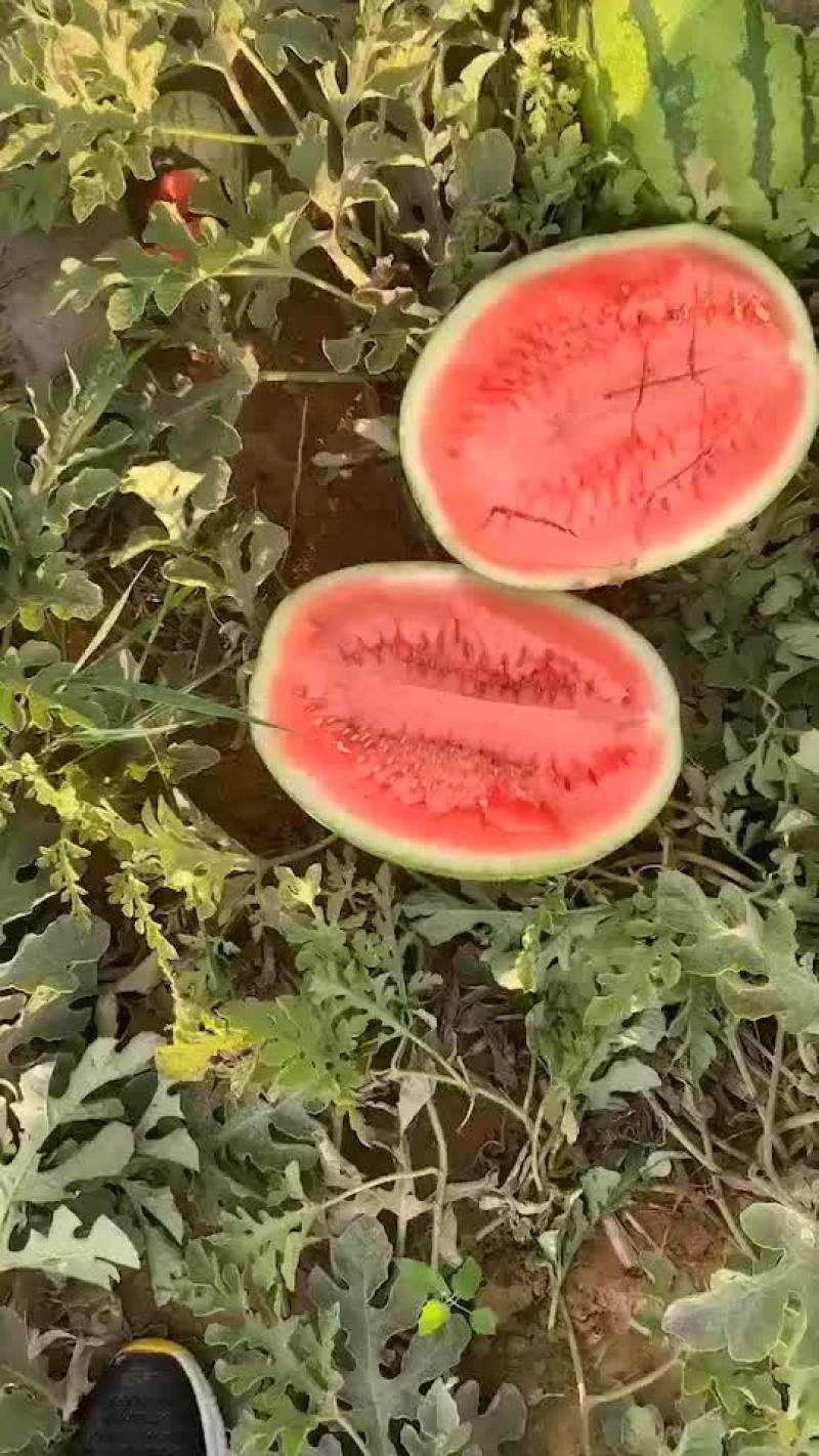金花一号
