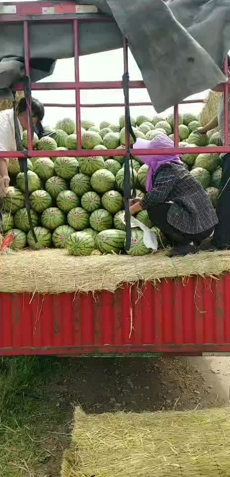 金花一号