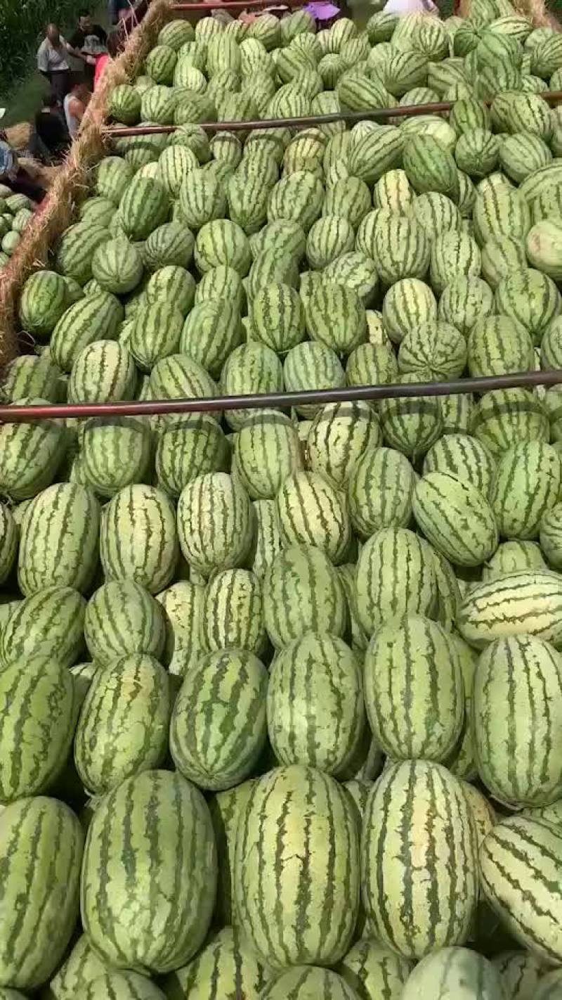 金花一号