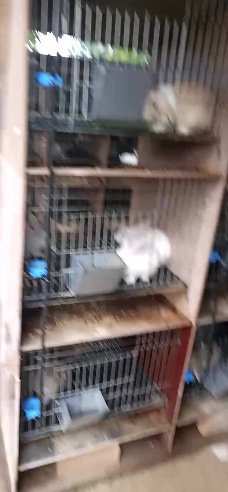 公羊兔养殖场