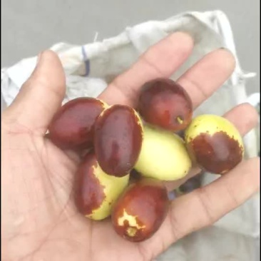 鸡心枣