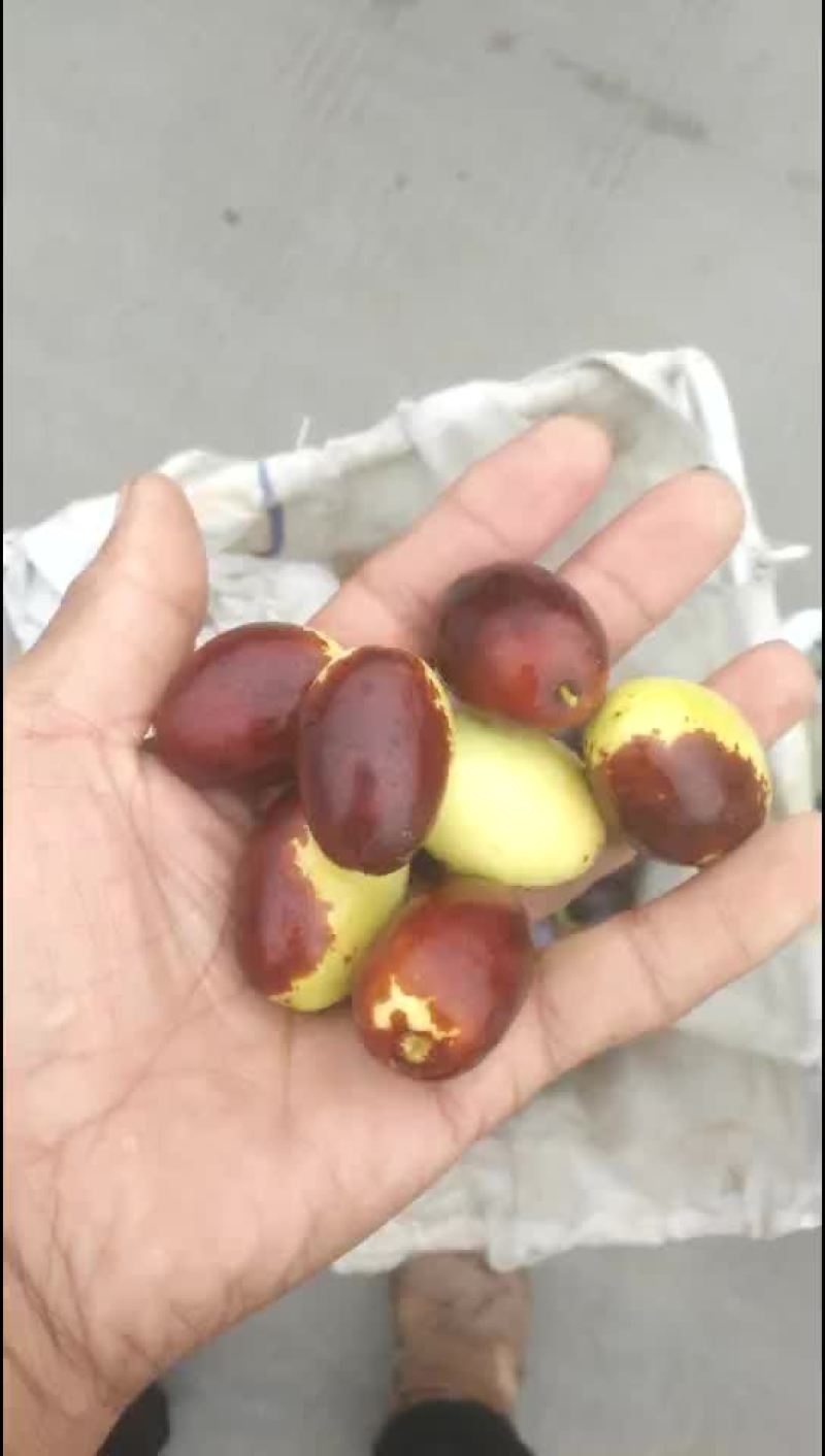 鸡心枣