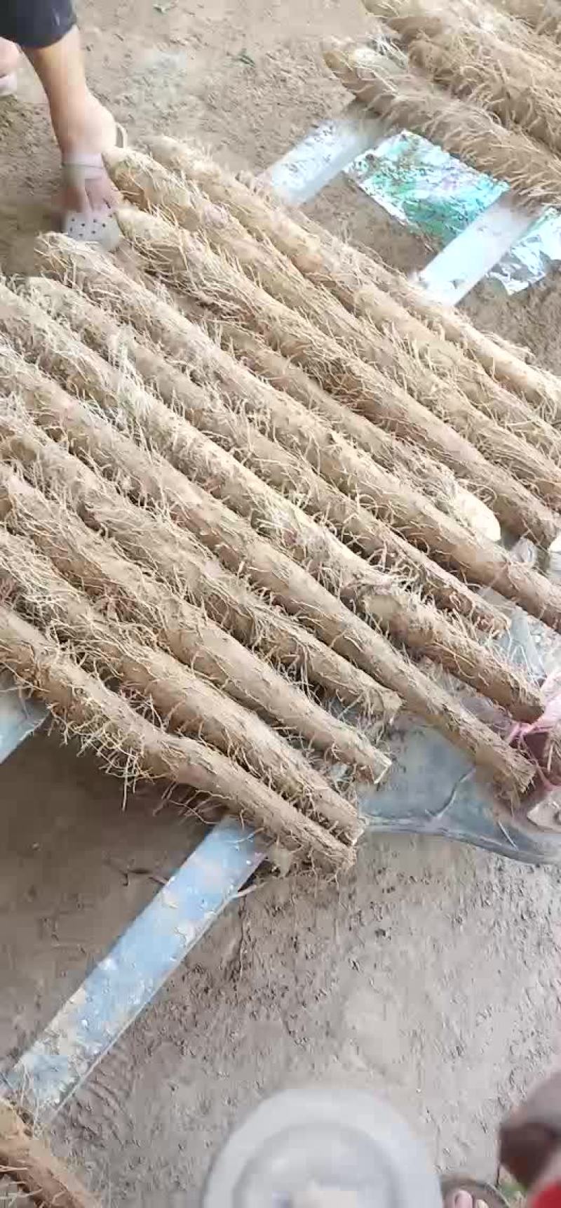 山药