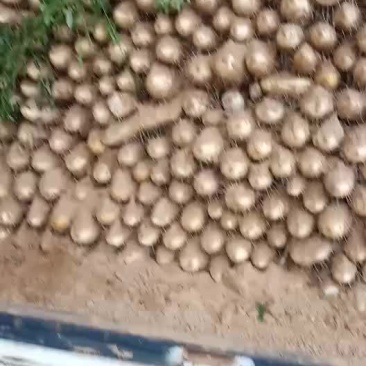 山药
