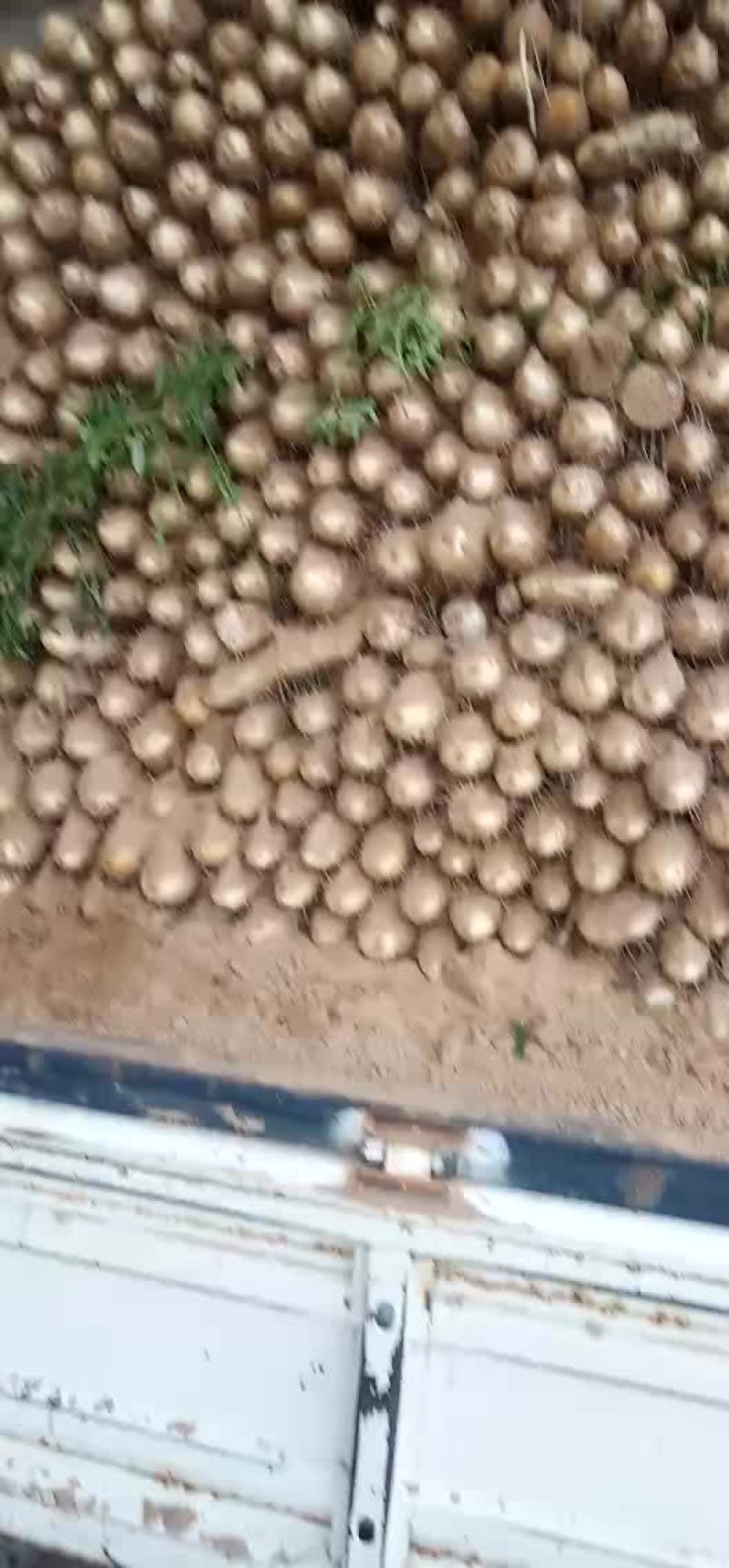 山药