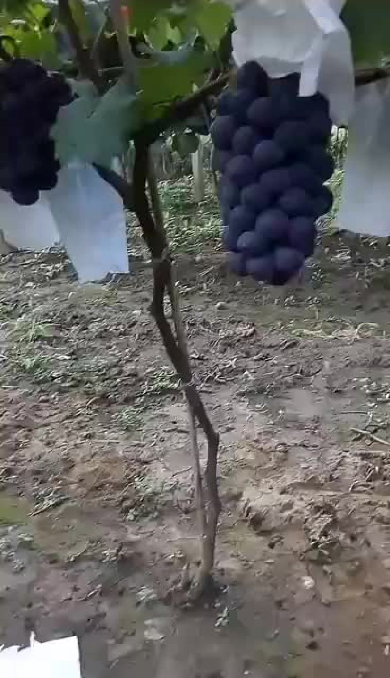 陕西万亩巨峰以上市需要的收货的老板来