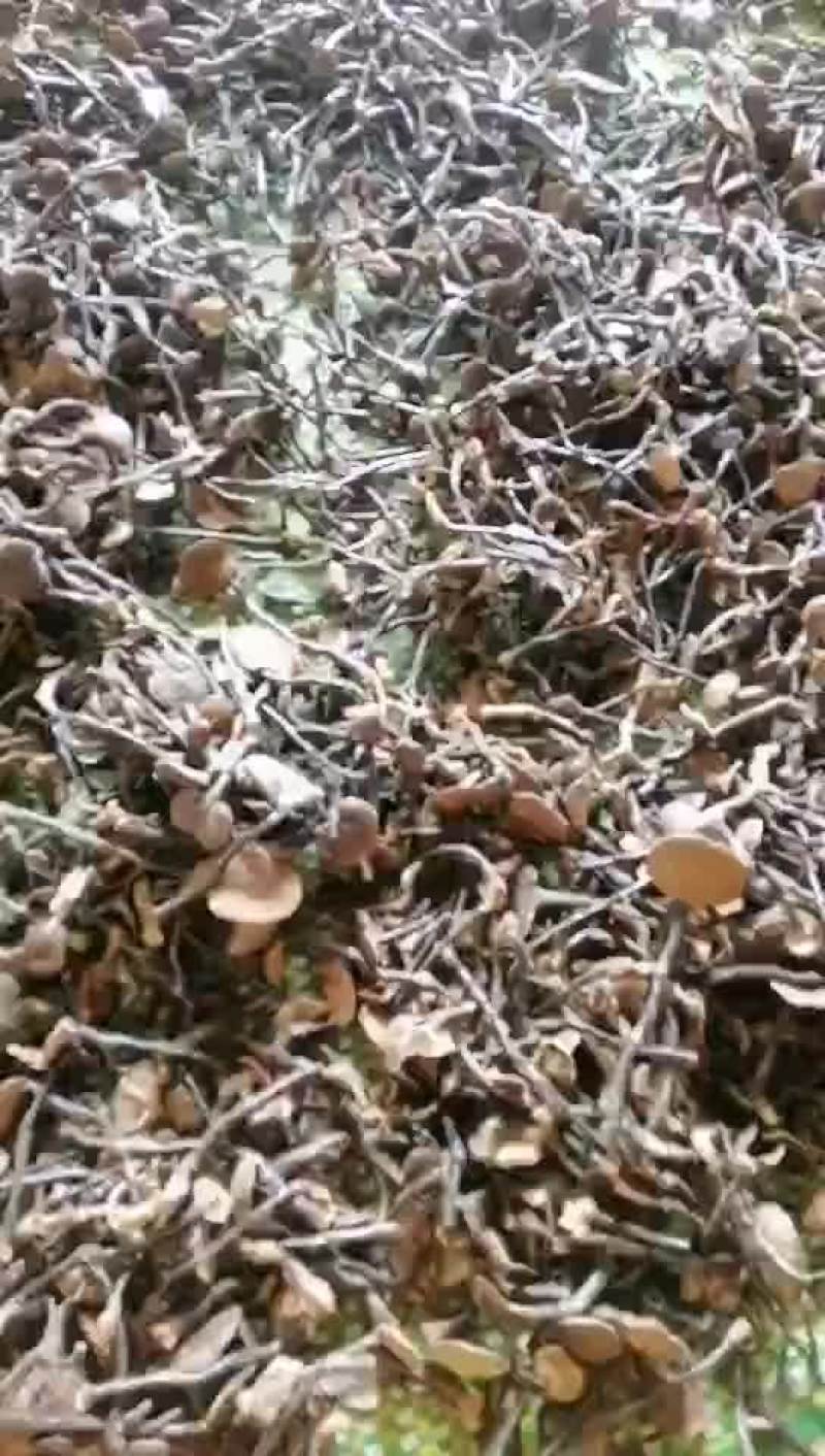 竹灵芝