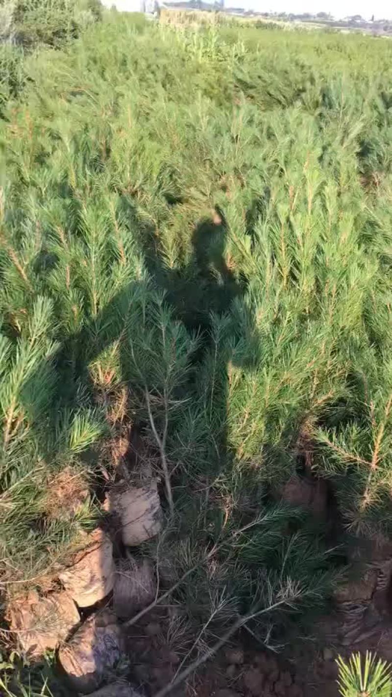 白皮松杯苗，，，，，，，，，，，，