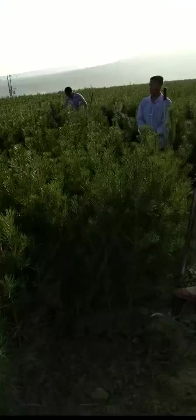 白皮松杯苗，，，，，，，，，，，，