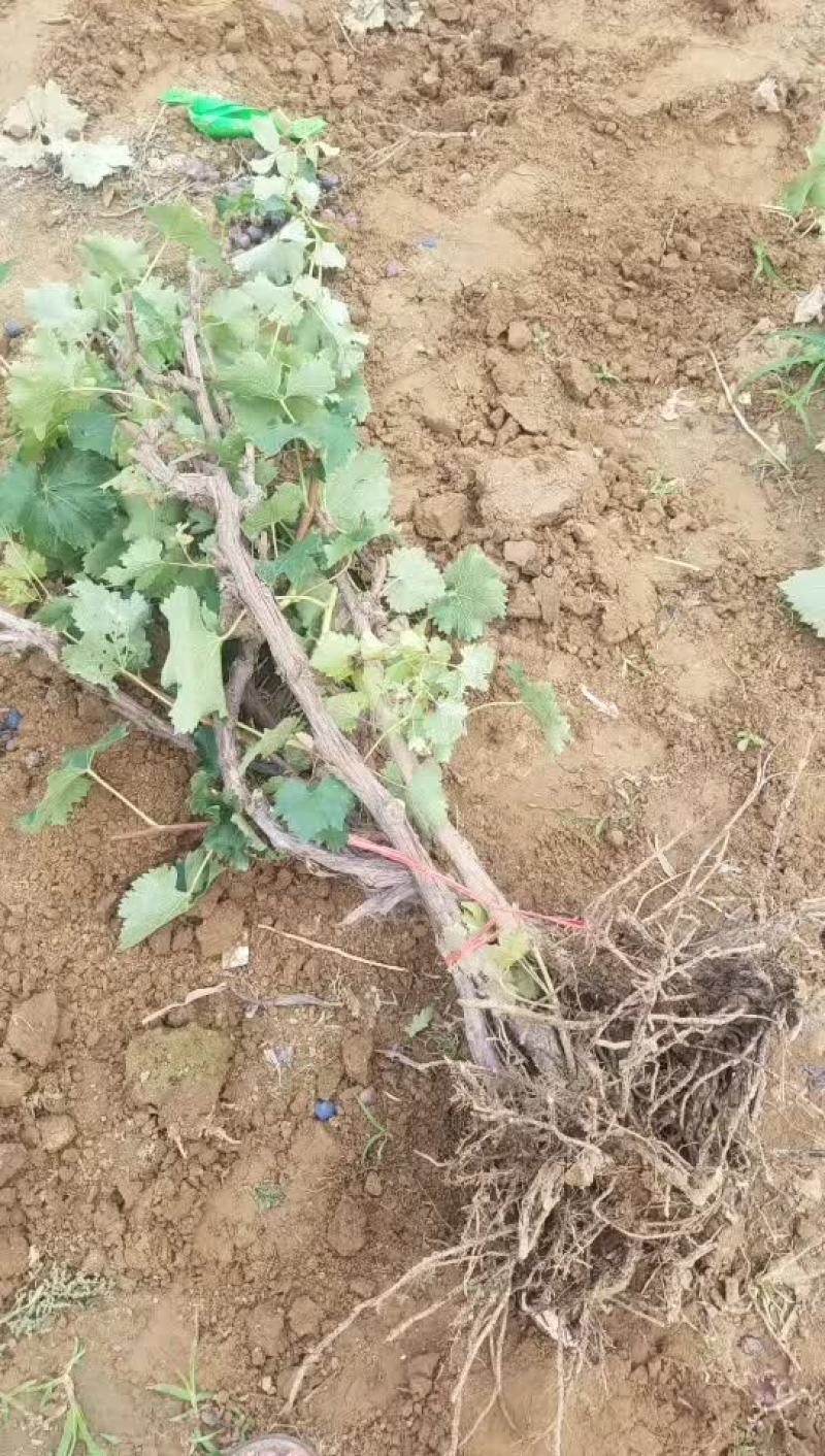 葡萄树大量上市