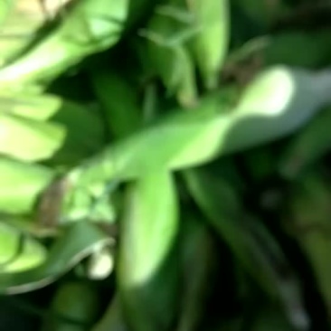 甜玉米和糯玉米