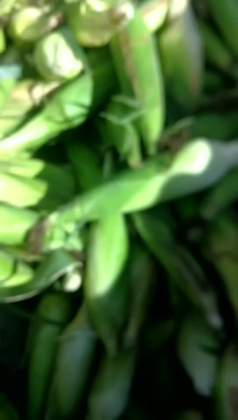 甜玉米和糯玉米