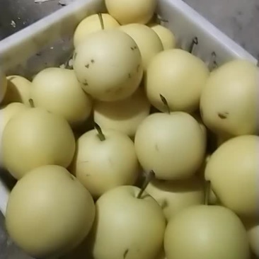 皇冠梨