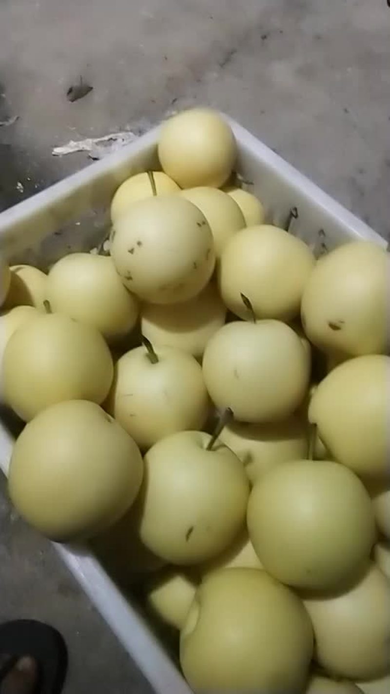 皇冠梨