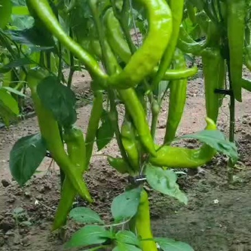 尖椒质量好