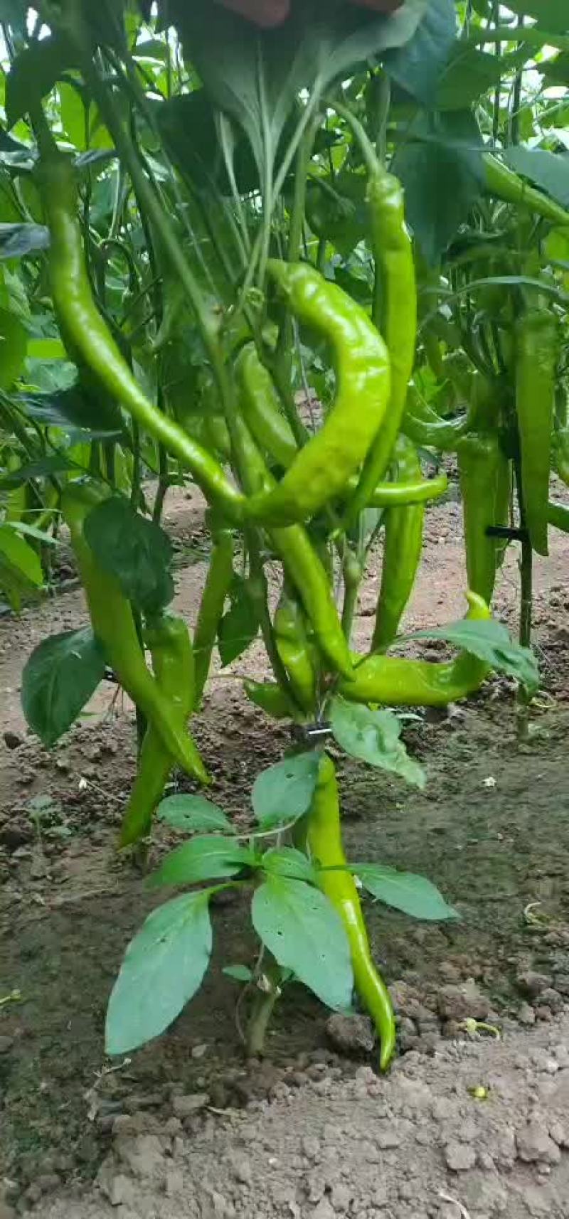 尖椒质量好