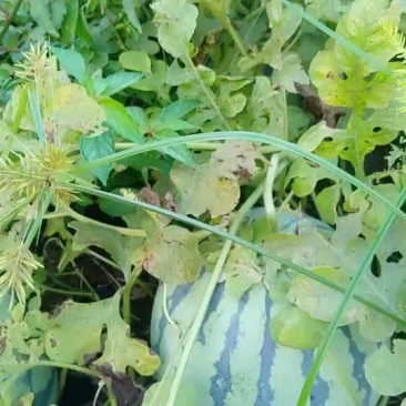 甜王六斤打底头茬