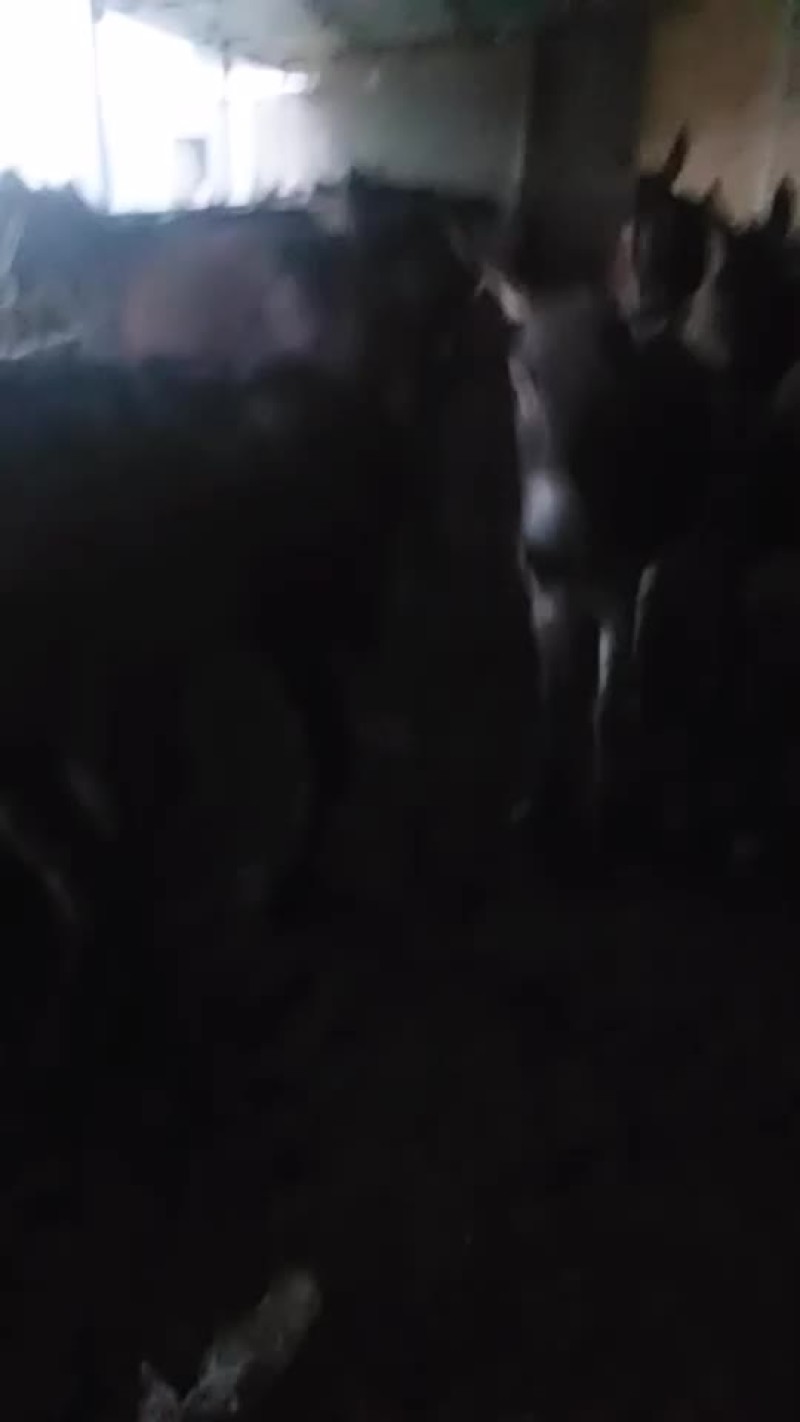 肉马