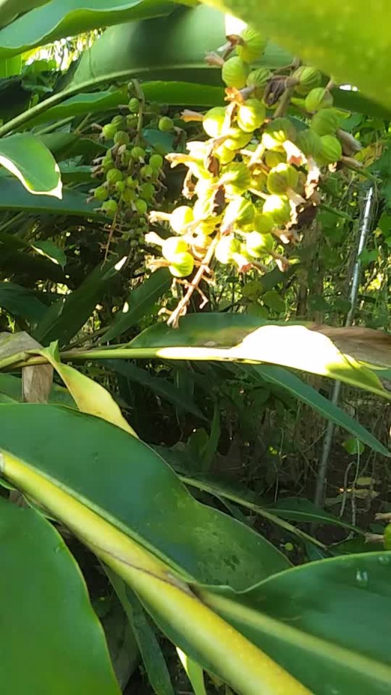 砂仁
