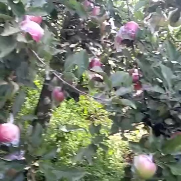 嘎啦苹果🍎