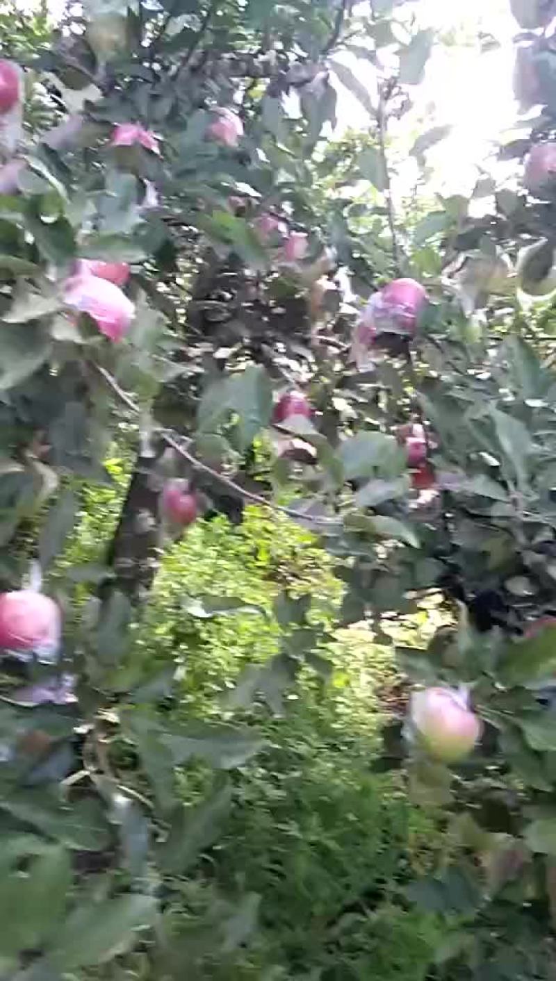 嘎啦苹果🍎