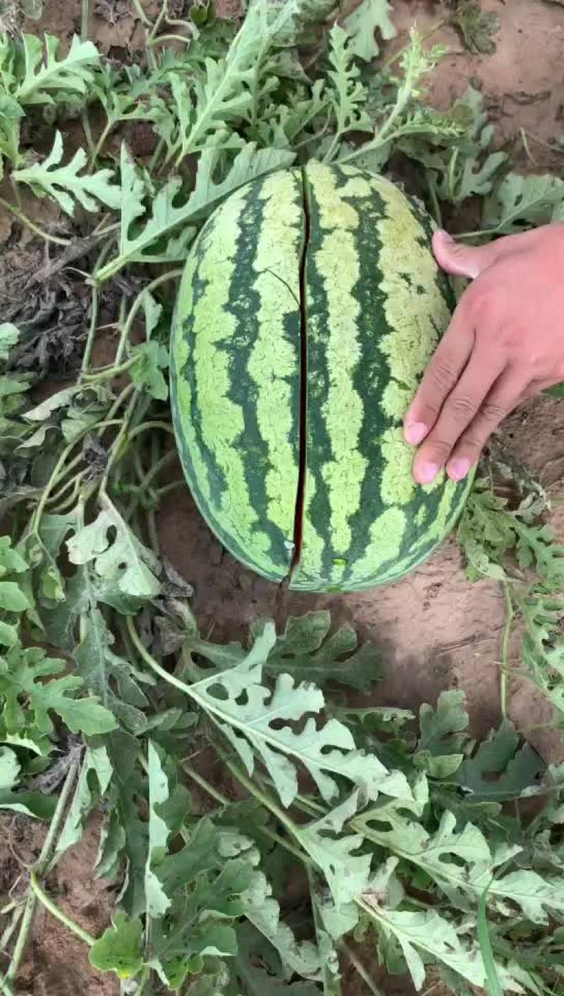金花一号