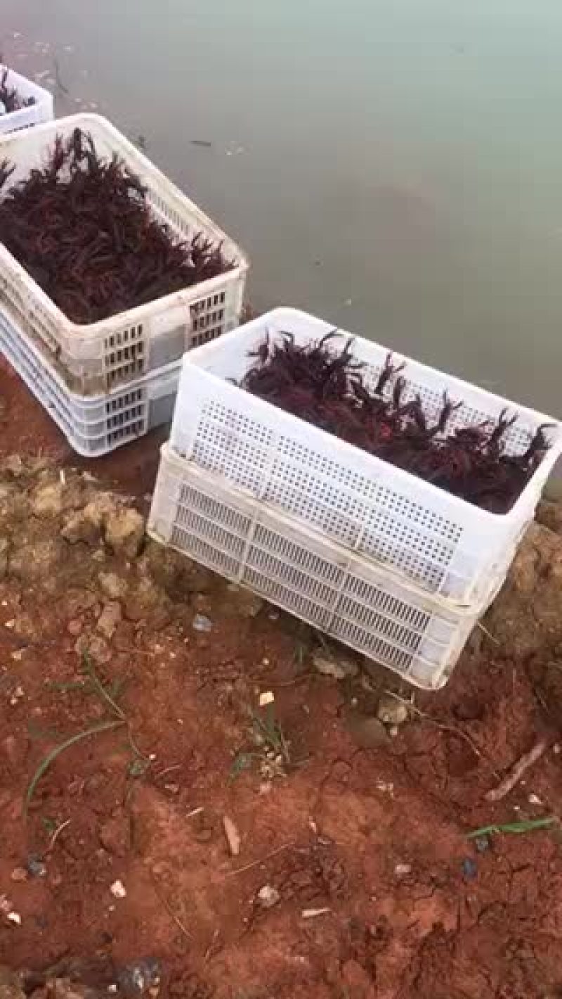 虾苗