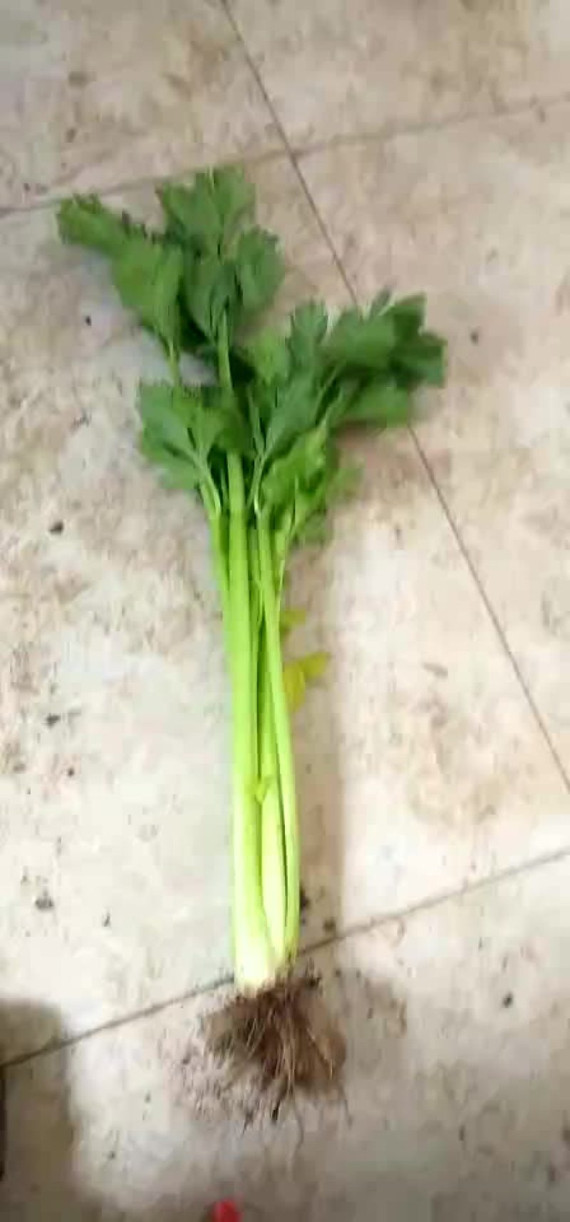 芹菜