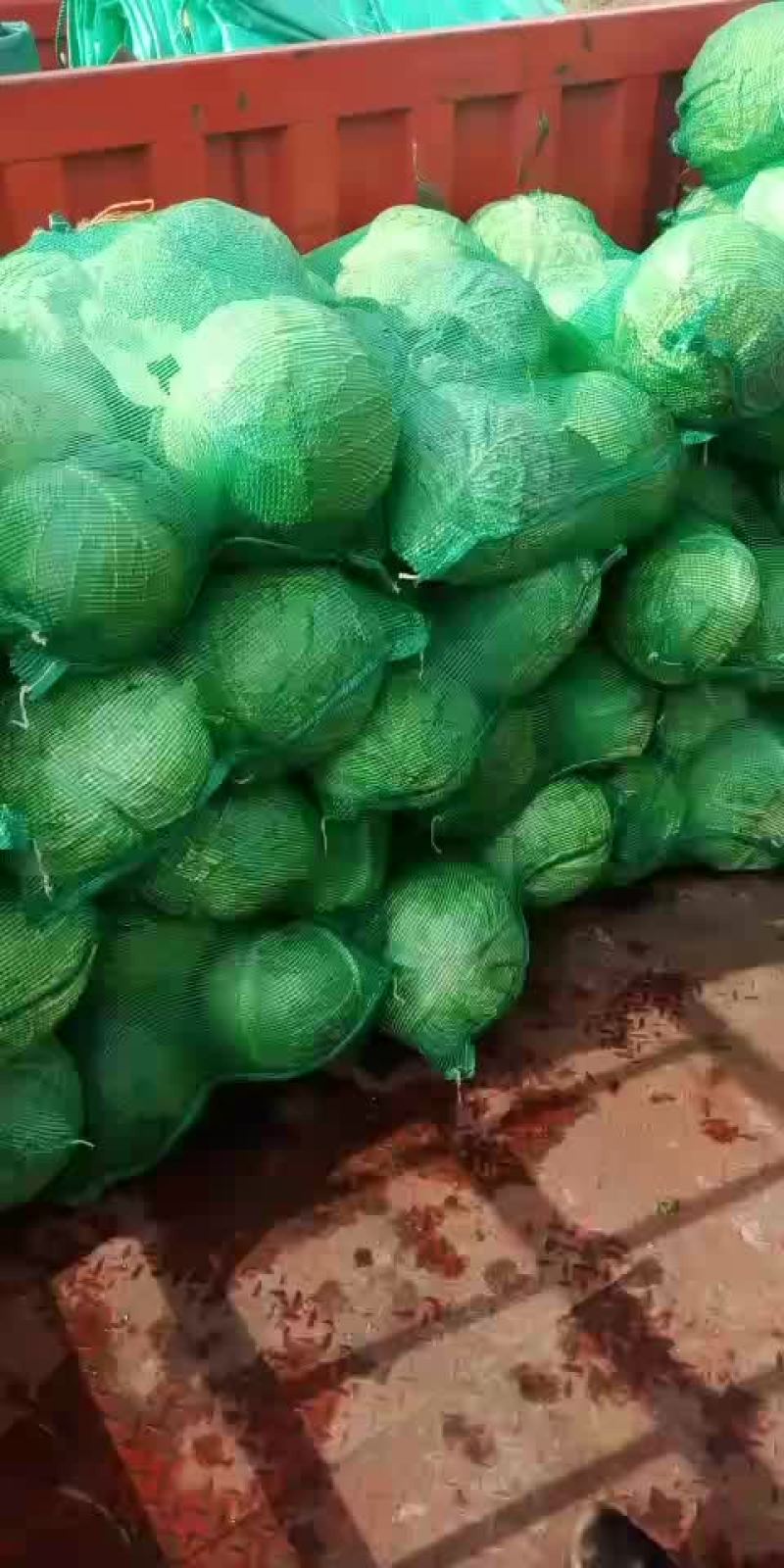 大园包菜适合加工厂