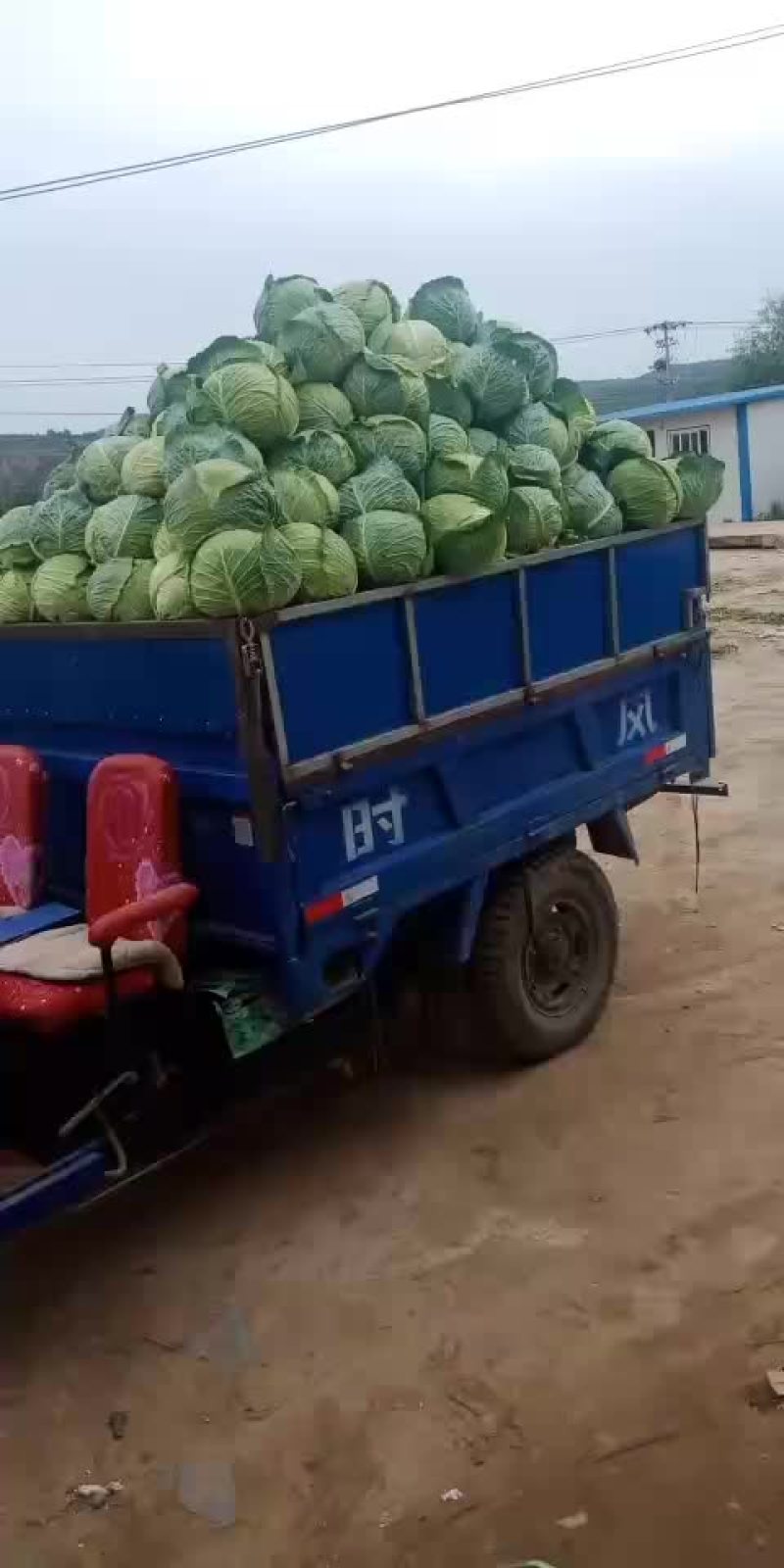 大园包菜适合加工厂