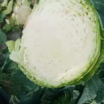 大园包菜适合加工厂