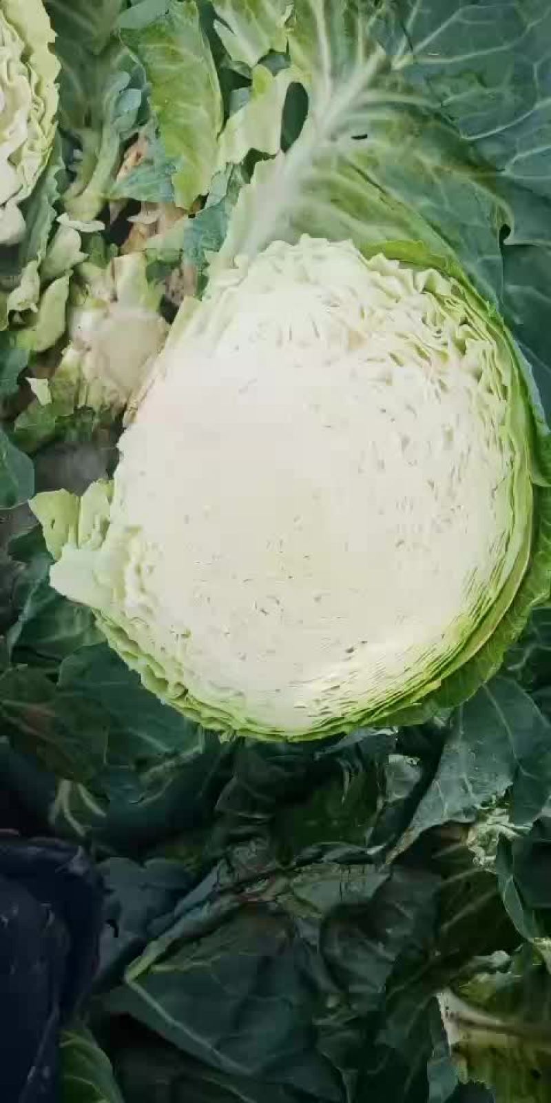 大园包菜适合加工厂