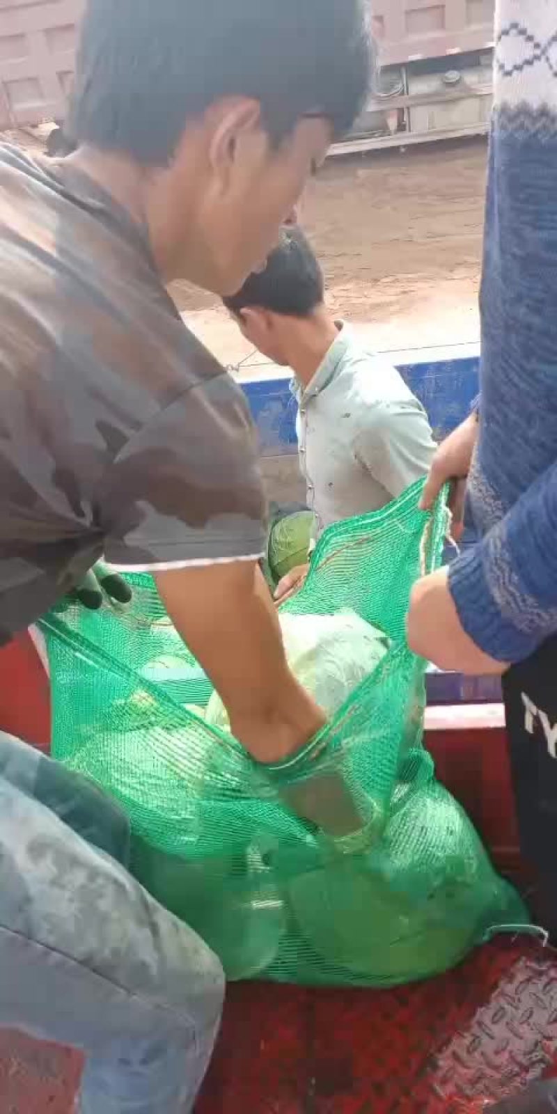 大园包菜适合加工厂