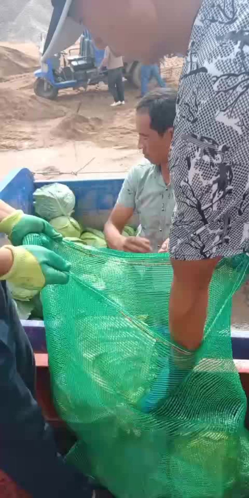 大园包菜适合加工厂