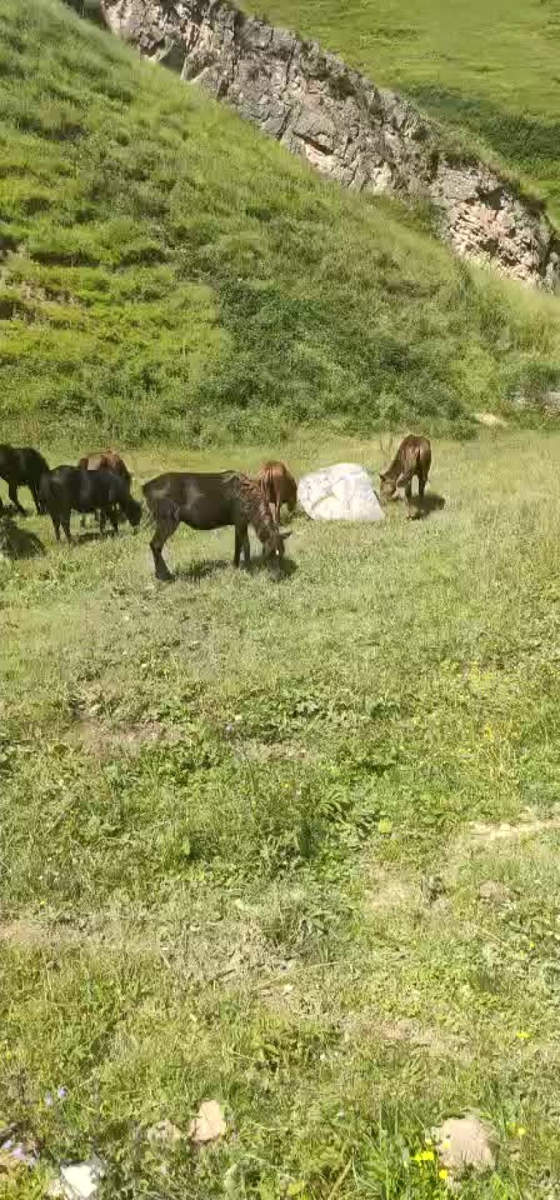 小马