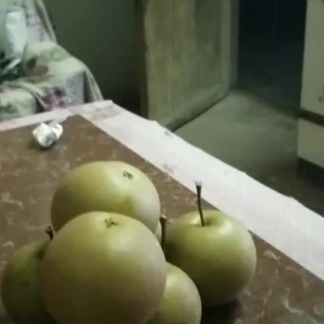 大量梨子预售需要的联系一三四六九七三一零三六