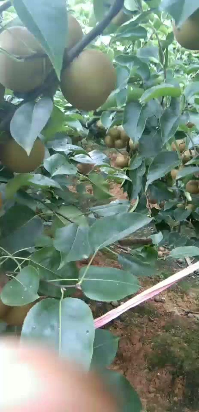 大量梨子预售需要的联系一三四六九七三一零三六