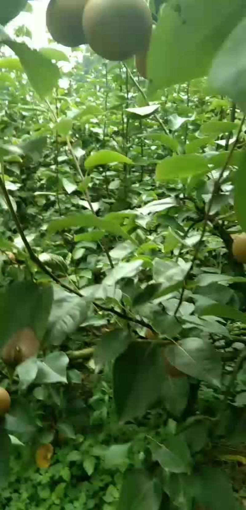 大量梨子预售需要的联系一三四六九七三一零三六