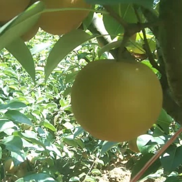 大量梨子预售