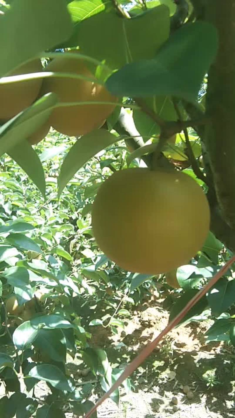 大量梨子预售